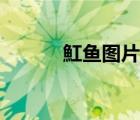 魟魚圖片公母對(duì)比（魟魚圖片）