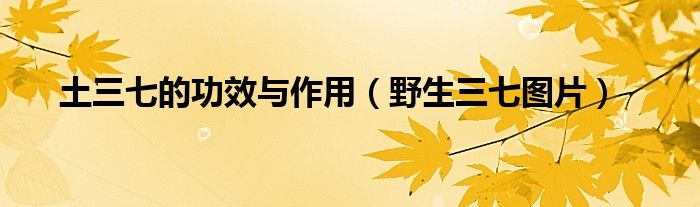 土三七的功效與作用（野生三七圖片）