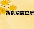 胡桃草履蟲是什么梗（草履蟲是什么梗）