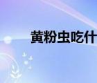 黃粉蟲吃什么飼料（黃粉蟲吃什么）