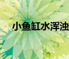 小魚缸水渾濁怎么處理（熱帶魚怎么養(yǎng)）