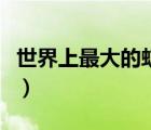 世界上最大的蚊子的視頻（世界上最大的蚊子）