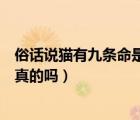 俗話說貓有九條命是真的嗎小雞課堂（俗話說貓有九條命是真的嗎）