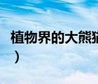 植物界的大熊貓是什么植物（植物界的大熊貓）