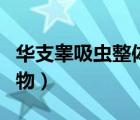 華支睪吸蟲整體裝片圖（華支睪吸蟲是什么動物）
