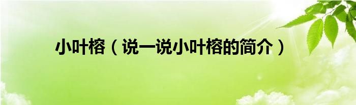 小葉榕（說一說小葉榕的簡介）