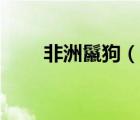 非洲鬣狗（說一說非洲鬣狗的簡介）