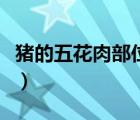 豬的五花肉部位圖解（五花肉是豬的哪個部位）