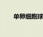 單卵細(xì)胞球最終形態(tài)（單卵細(xì)胞球）
