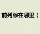 前列腺在哪里（說一說前列腺在哪里的簡介）