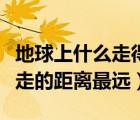 地球上什么走得最遠(yuǎn)（地球上什么東西每天要走的距離最遠(yuǎn)）