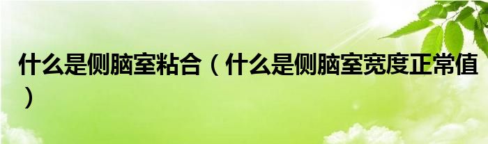 什么是側(cè)腦室粘合（什么是側(cè)腦室寬度正常值）