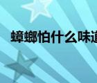 蟑螂怕什么味道的東西（蟑螂怕什么味道）