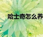 哈士奇怎么養(yǎng)胖一點(diǎn)（哈士奇怎么養(yǎng)胖）