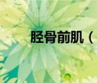 脛骨前肌（說(shuō)一說(shuō)脛骨前肌的簡(jiǎn)介）