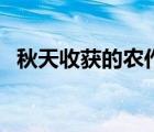 秋天收獲的農(nóng)作物是（秋天收獲的農(nóng)作物）