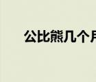公比熊幾個月性成熟什么癥狀（公比）