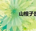 山根子是什么中藥（山根子）