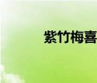 紫竹梅喜陰還是喜陽（紫竹梅）