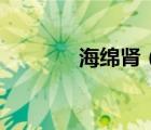 海綿腎（海綿腎是怎么回事）