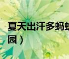 夏天出汗多螞蟻莊園答案（夏天出汗多螞蟻莊園）