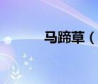 馬蹄草（說一說馬蹄草的簡(jiǎn)介）