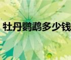 牡丹鸚鵡多少錢一對（牡丹鸚鵡多少錢一只）