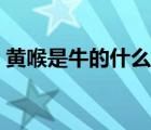 黃喉是牛的什么部位（黃喉是牛的哪個(gè)部位）