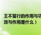 王不留行的作用與功效與作用（王不留行介紹 王不留行的功效與作用是什么）