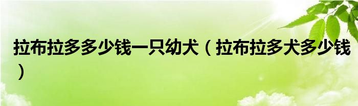 拉布拉多多少錢一只幼犬（拉布拉多犬多少錢）