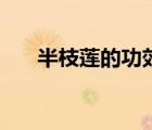 半枝蓮的功效與作用（半邊蓮的功效）