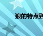 狼的特點(diǎn)到底是什么?（狼的習(xí)性）