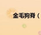金毛狗脊（說一說金毛狗脊的簡介）
