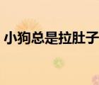 小狗總是拉肚子怎么辦（總是拉肚子怎么辦）