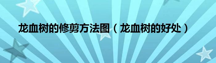 龍血樹的修剪方法圖（龍血樹的好處）