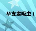 華支睪吸蟲（說一說華支睪吸蟲的簡介）