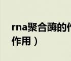 rna聚合酶的作用及結(jié)構(gòu)組成（rna聚合酶的作用）