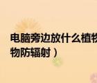 電腦旁邊放什么植物防輻射最好也室內(nèi)（電腦旁邊放什么植物防輻射）