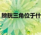 膀胱三角位于什么位置（膀胱三角位的位置）
