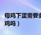 母雞下蛋需要多長時間（母雞要下蛋不需要雄雞嗎）