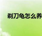 剃刀龜怎么養(yǎng)出放射紋（剃刀龜怎么養(yǎng)）