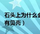 石頭上為什么會(huì)有貝殼寫話（石頭上為什么會(huì)有貝殼）