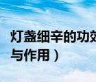 燈盞細(xì)辛的功效與作用圖片（燈盞細(xì)辛的功效與作用）