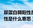 尿蛋白弱陽性是什么意思好治嗎（尿蛋白弱陽性是什么意思）