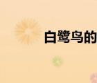 白鷺鳥的介紹（白鷺鳥的資料）