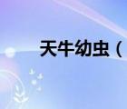 天牛幼蟲（說一說天牛幼蟲的簡介）