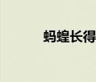 螞蝗長得什么樣子圖片（螞蝗）