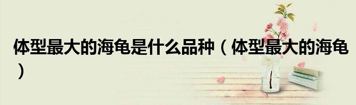 體型最大的海龜是什么品種（體型最大的海龜）