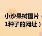小沙果樹圖片（求大神分享下載小桜沙樹愛欲1種子的網址）