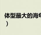 體型最大的海龜是什么品種（體型最大的海龜）